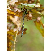 20251008-P1900484-RW2-.jpg (Erich)