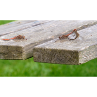 Der Rivale...
(Erich) 20251018-P1900642-RW2-.jpg (Erich)