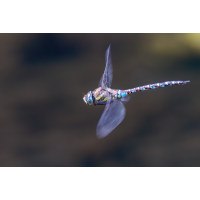 20250913-P1057994-RW2-.jpg (Erich)