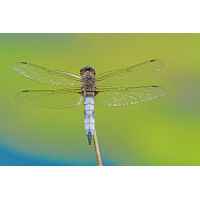 _1054587-RW2_.JPG (Erich)