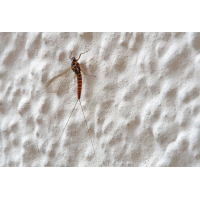 Eintagsfliege
(Erich) P1900717-RW2-.JPG (Erich)