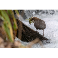 P1034756-RW2_.JPG (Erich)