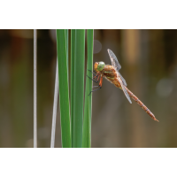 Keilflecklibelle
(Erich) P1053456-RW2_.JPG (Erich)