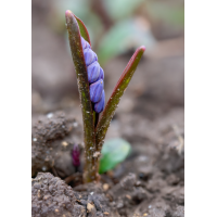 Hervor gekämpft..
(Erich) 2026-02-22 15-52-08.JPG (Erich)