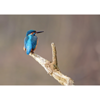 Dieser Eisi...
(Erich) P1740343-.JPG (Erich)