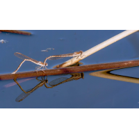 P1072286-.JPG (Erich)