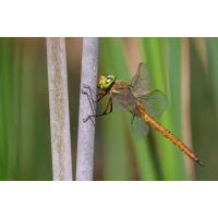 P1074612-.JPG (Erich)