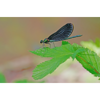 Blauflügel-Prachtlibelle
(Erich) P1075567-.JPG (Erich)