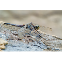 P1003114-.JPG (Erich)