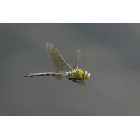 1 Anax imperator Weibchen Flug 3599web.jpg (Jürgen Fischer)