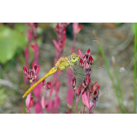 1 Sympetrum-meridionalec1200.jpg (Jürgen Fischer)