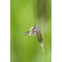 IMG_0688_Wollschwebe__Freihand_ - Kopie.jpg (Harmonie)