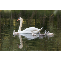 IMG_1187_B.minmal leicht gedreht_.jpg (Harmonie)