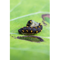 IMG_3427_Larve der Blattwespe Tenthredo marginella_ Kopie.jpg (Harmonie)