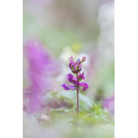 IMG_0347_B.3_.jpg (Harmonie)