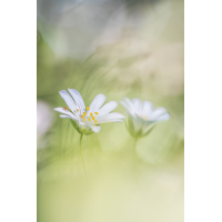 IMG_0997_ - Kopie.jpg (Harmonie)