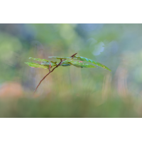 IMG_4084_B.3-3_.jpg (Harmonie)