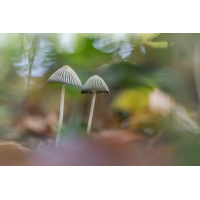 Faltentintlinge
(Harmonie) IMG_4195__ - Kopie.jpg (Harmonie)