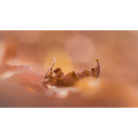 Vikingerschiff im Laub entdeckt
(Harmonie) IMG_4585-2_- Kopie.jpg (Harmonie)