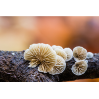 IMG_4386_Stummelfüßchen_B.minimal - Kopie.jpg (Harmonie)