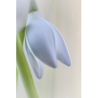 Etwas schüchtern
(Harmonie) IMG_5305_B.0_.jpg (Harmonie)