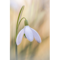 IMG_5364_B.0_ - Kopie.jpg (Harmonie)