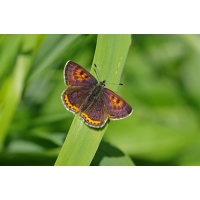 IMGP4923 perlbachtal 1000.JPG (blumi)