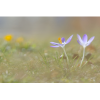 Der Frühling ist lila...
(kabefa) DSC07414 Der Frühling ist lila... kl.jpg (kabefa)