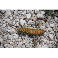 _DSC45071200.jpg (Nikonudo)