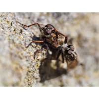 P9140397-1ange-verkl.jpg (hawisa)