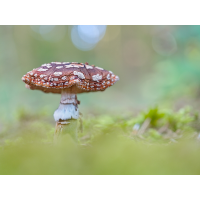 2023_12_09_Fliegenpilz.jpg (Otto K.)