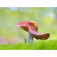 2025_11_26_Pilz.jpg (Otto K.)