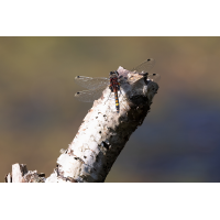 9I6A8191.jpg (HST)