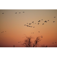 Kraniche - aus aktuellem Anlass
(mosofreund) IMG_5960 for.jpg (mosofreund)