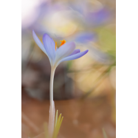 Krokus.jpg (Einkeil)