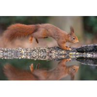 Eichhörnchen-mit-Spiegelung.jpg (Enrico)