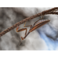 Mantis-Mehlinger.jpg (Enrico)