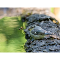 Blaumeise-u-Biene-1.jpg (Enrico)