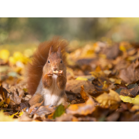 Eichhörnchen-rot.jpg (Enrico)