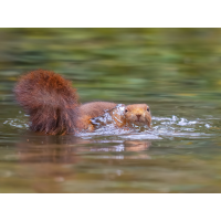 Eichhörnchen-im-Wasser-2.jpg (Enrico)