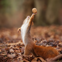 Eichhörnchen-Nusskellner-Kopie.jpg (Enrico)