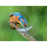 Eisvogel-mit-Fisch.jpg (Enrico)