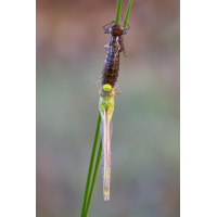 Königslibelle-2025-05-12-22-22-47-(A,R8,S4)-23-.jpg (Enrico)