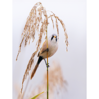 20251108-_1132146-Bearbeitet-Bearbeitet-Kopie-Kopie.jpg (Enrico)