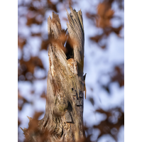 Der Lohn des Tüchtigen ?
(Enrico) _1134185-Bearbeitet-Bearbeitet-Kopie.jpg (Enrico)