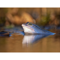 Moorfrösche-4-Kopie.jpg (Enrico)