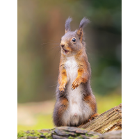 Männeken-mit-Männeken-Kopie.jpg (Enrico)