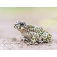 2025-08-01-19-42-13-(B,R8,S4)6-Bearbeitet-Kopie-Kopie.jpg (Enrico)