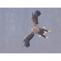 Seeadler-im-Flug.jpg (Enrico)