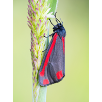 2025-06-10-00-05-41-(A,R8,S4)28--Jakobskrautbär.jpg (Enrico)